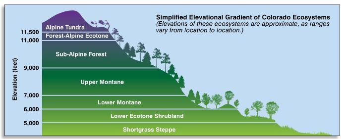 This graphic describes the ecosystems or growth zones relative to elevation above sea level in Colorado. Image source: https://static.colostate.edu/client-files/csfs/pdfs/894651_08FrstHlth_www.pdf