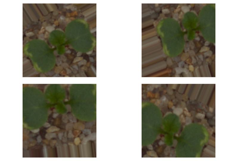 Top row image is shifted right. Bottom row shows image rotated couter clockwise and shifted up.